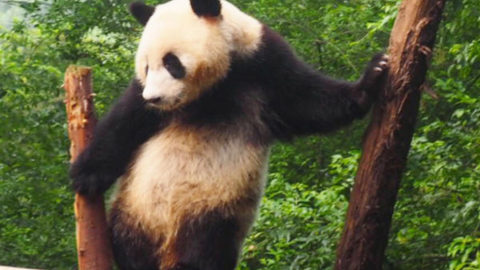 VISIT THE GIANT PANDAS IN CHENGDU, CHINA