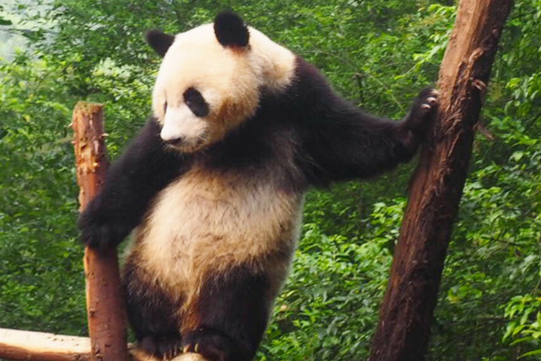 panda visit in chengdu china