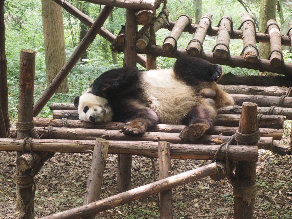 VISIT THE GIANT PANDAS IN CHENGDU, CHINA - Mumpack Travel