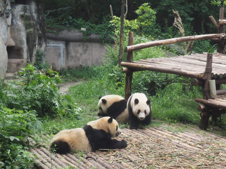 Visit The Giant Pandas In Chengdu China Mumpack Travel