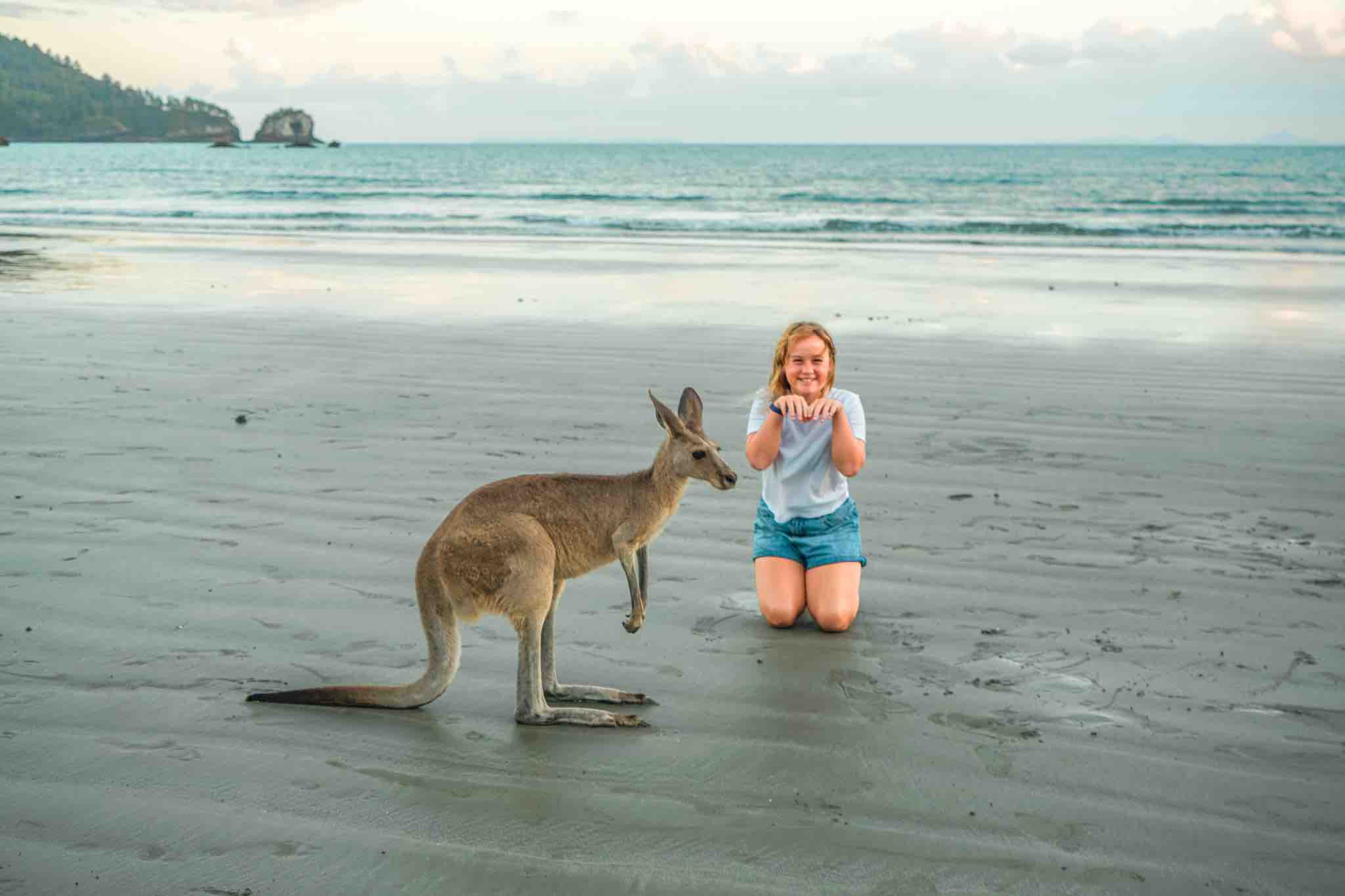 How to see kangaroos at sunrise at Cape Hillsborough, Queensland.